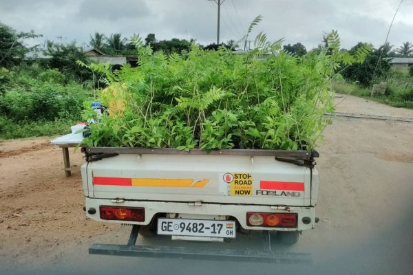 transporting of seedlings